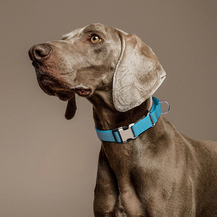 Reflective Nylon Dog Collar With Adjustable Handle